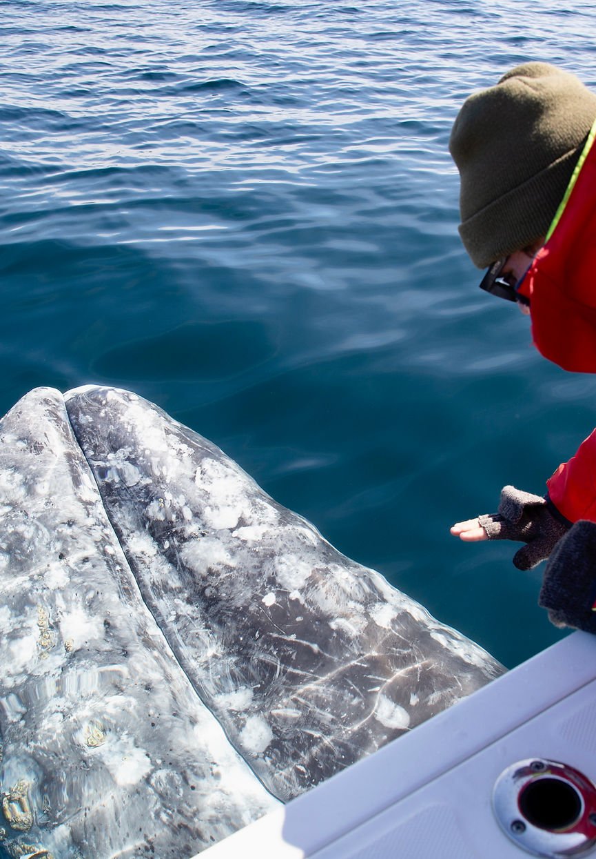A bundled-up passenger leans over the gunwale toward a gray whale rising beside the hull