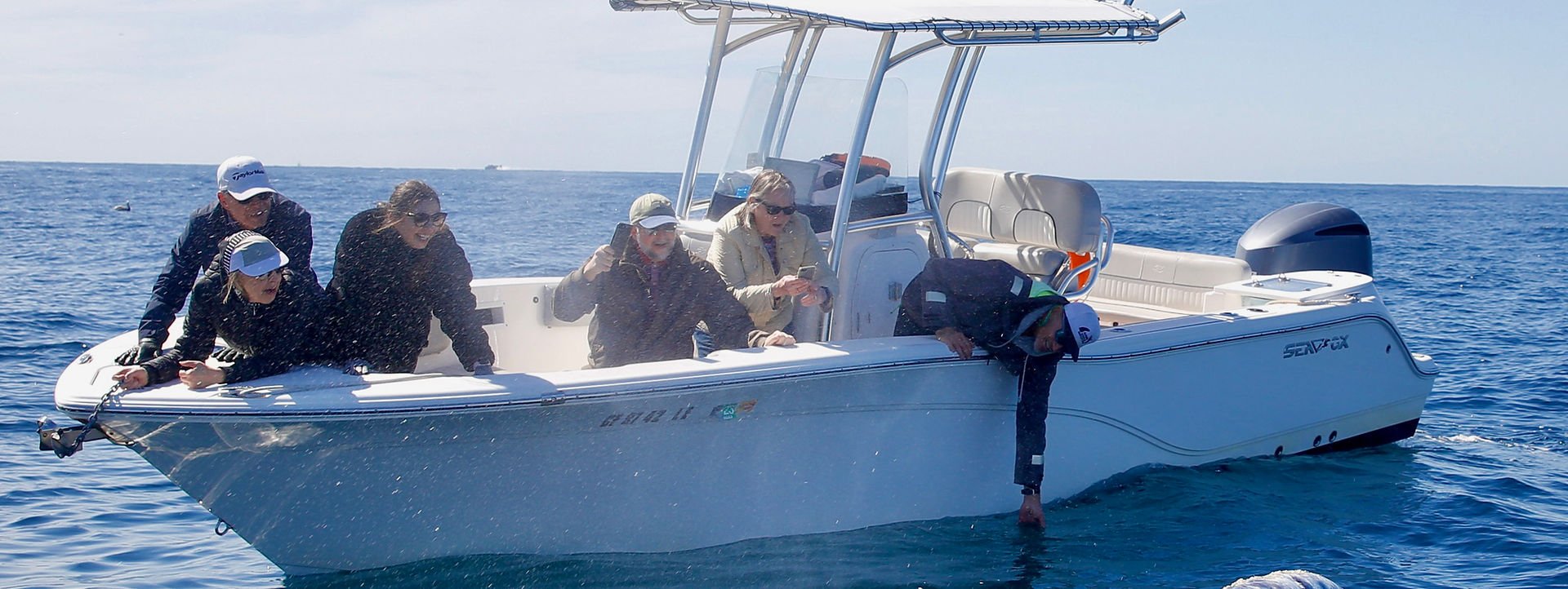 Passengers aboard the boat watch a gray whale surface beside the hull
