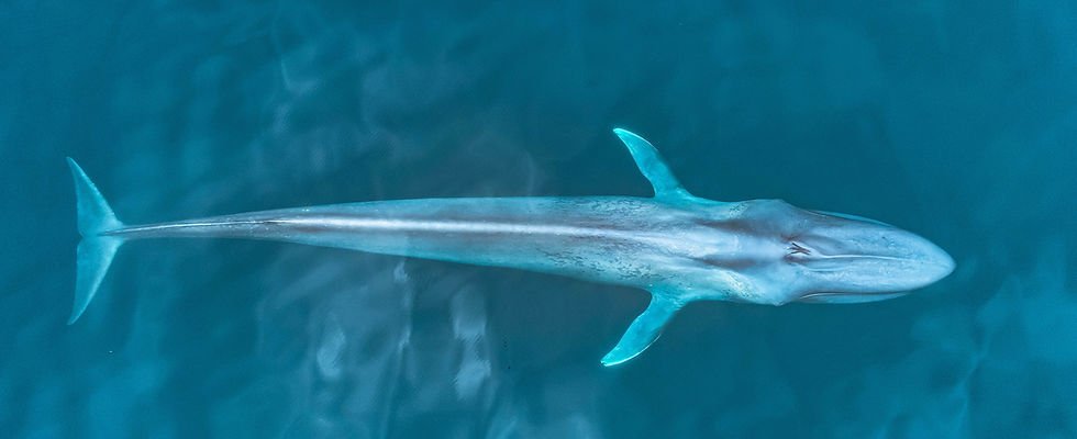 Aerial of a blue whale gliding just beneath the clear teal surface