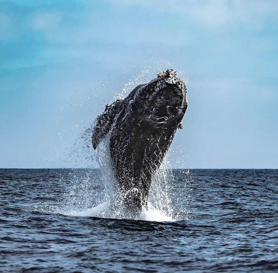 A whale launches into a full breach out of the open ocean amid spray