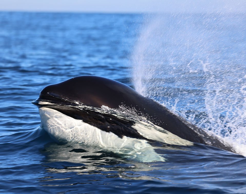 A dolphin lifts its head from the water in a misty spyhop