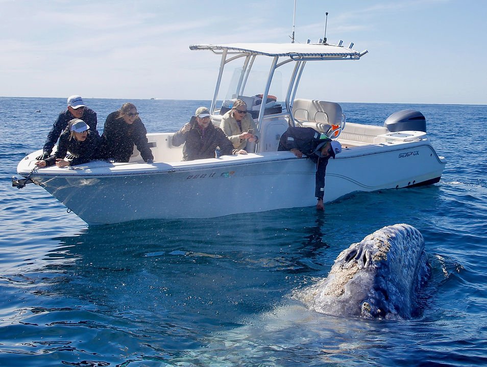 A group of passengers leans over the side of the boat toward a whale surfacing alongside