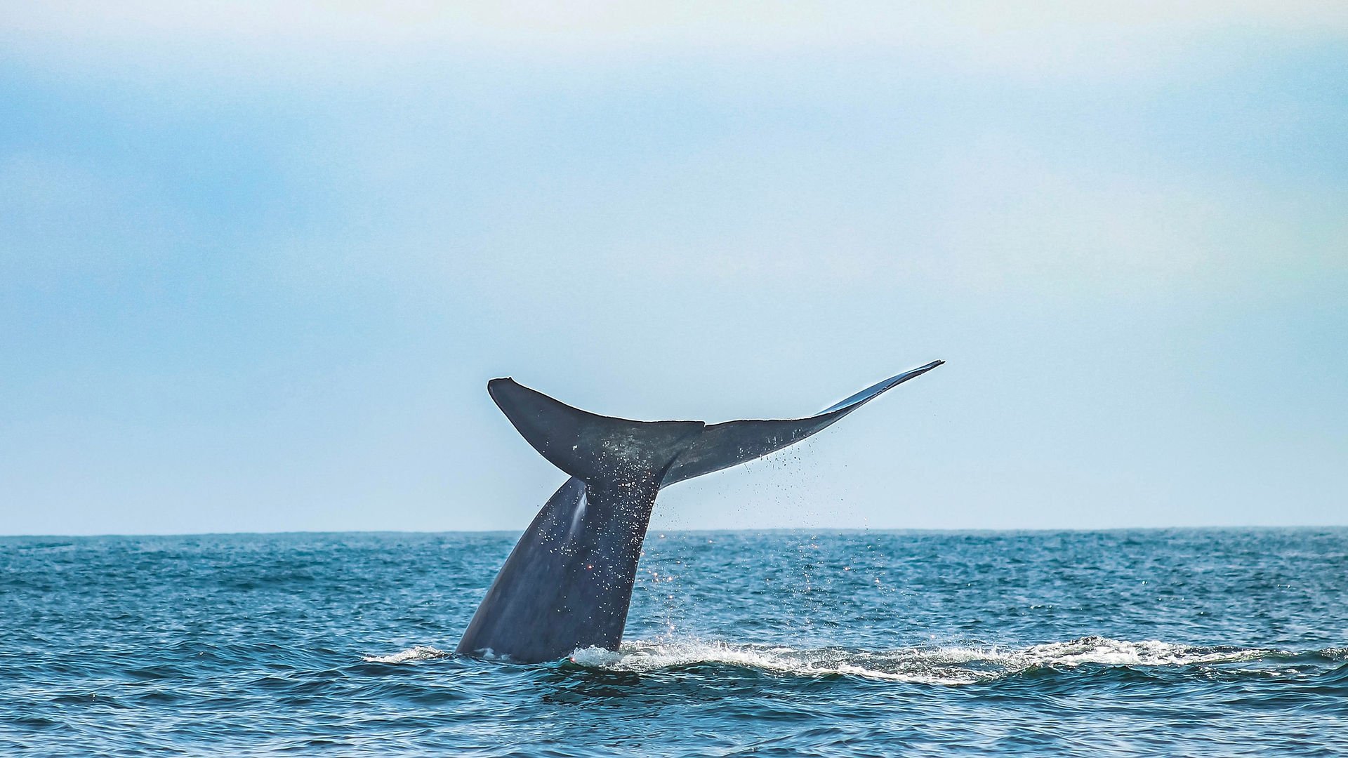 A whale's tail fluke raised above the open blue ocean