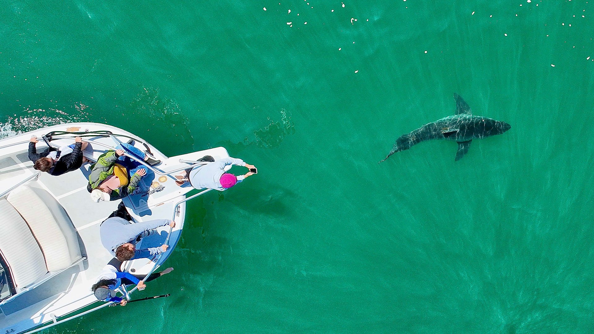Aerial view of passengers photographing a great white shark in clear green water