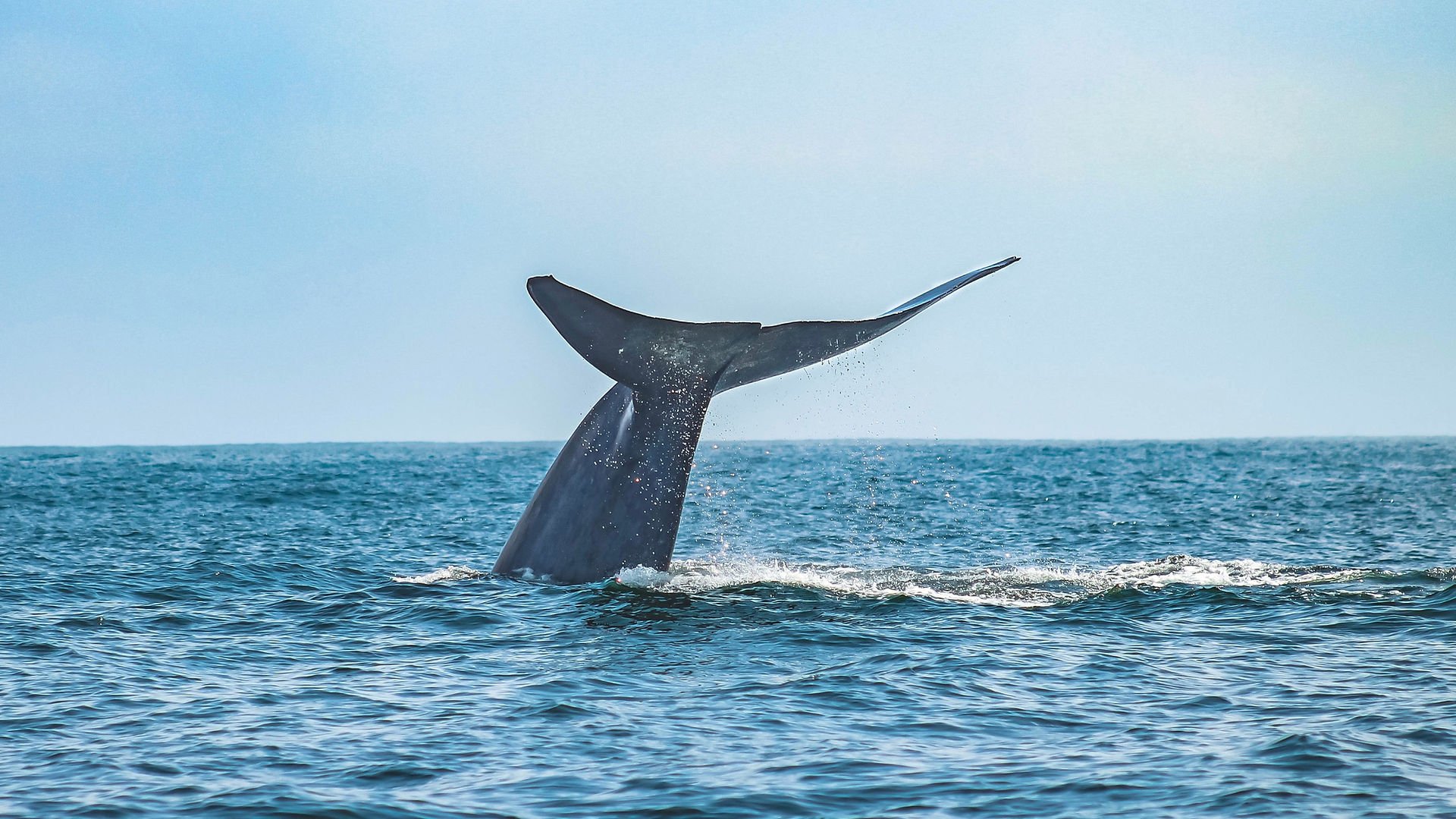 A whale fluke lifting against the calm blue San Diego sky